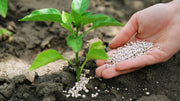 Over Fertilization: Signs, Causes, and Solutions