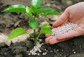 Maximizing Fertilizer Effectiveness: Pro Tips