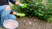winter fertilizer