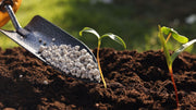 5 Ways Chicken Manure Outperforms Every Other Organic Option