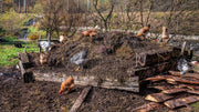 The Secret Ingredient Pro Gardeners Use - Hint: It's Chicken Manure!