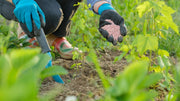 Fertilizer Calculator: How Much Do You Need?