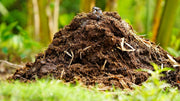 Chicken Manure vs. Blood Meal: Which Nitrogen Source is Better?