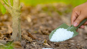 high nitrogen fertilizer