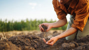 Fertilizer Burn: Prevention and Treatment Guide