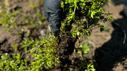 Soil Biology: Understanding the Underground Ecosystem