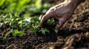 Fertilizer Timing: When to Feed Your Plants