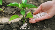 Fertilizer Coating Technology: How It Works and Why Organic Beats It Naturally