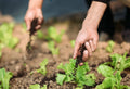 How Plants Absorb Fertilizer: The Science Explained