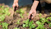 Fertilizer Absorption How Plants Actually Use Nutrients