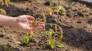 Is Chicken Poop a Cold Fertilizer or a Hot One?