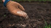 Putting urea on the soil.
