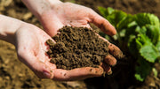 Soil Conditioners vs Fertilizers: Key Differences
