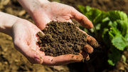 Is Granular Fertilizer Better Than Liquid? A Gardener's Honest Look