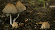 Soil Health Indicators: How to Test Your Soil