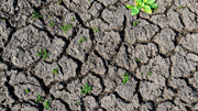 How to Rebuild Damaged Soil Naturally