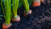 How Soil Microbes Transform Your Garden Health