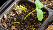 A Realistic Soil Building Timeline for Your Garden