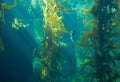 Alfalfa Meal vs Kelp Meal: Plant-Based Nutrients for Your Garden