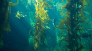 Alfalfa Meal vs Kelp Meal: Plant-Based Nutrients for Your Garden