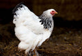 Bat Guano vs Chicken Manure: Animal Fertilizer Face-Off