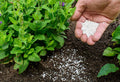 Bloom vs Growth Fertilizer: What Each Formula Feeds and When to Switch