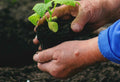 Bone Meal vs Blood Meal Organic Fertilizer Showdown