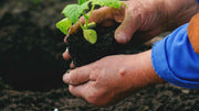 Bone Meal vs Blood Meal Organic Fertilizer Showdown