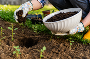 Organic Fertilizer Compost: Why Your Garden Needs Both