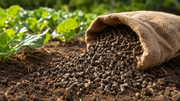Chicken Manure Fertilizer: The Complete Guide to Better Soil and Stronger Plants