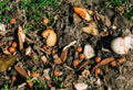Chemical vs. Organic Safety: What Actually Protects Your Soil