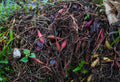 Composting for Soil Health: Your Complete Guide to Better Garden Beds