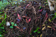 Composting for Soil Health: Your Complete Guide to Better Garden Beds