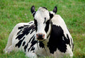 Cow Manure vs Chicken Manure: Which One Feeds Your Soil Better?