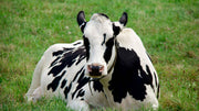 Cow Manure vs Chicken Manure: Which One Feeds Your Soil Better?