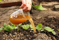 Eco Friendly Fertilizer for Sustainable Gardens