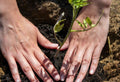 The Ultimate Soil Testing Guide for Your Garden