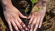 The Ultimate Soil Testing Guide for Your Garden