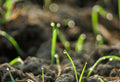 Building Soil Carbon