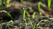 Building Soil Carbon