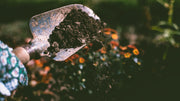 Soil Organic Matter