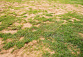 Sandy Soil Enhancement: How to Build Better Structure and Grow More