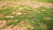 Sandy Soil Enhancement: How to Build Better Structure and Grow More