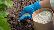 Pelletized Chicken Manure: What It Is, How It Works, and Why Gardeners Love It