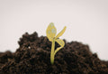 Soil Compaction