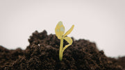 Soil Compaction