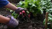 A Complete Fertilizer Schedule for Year-Round Garden Success