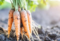 Soil Nutrition Guide
