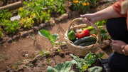 Chicken Manure vs Compost: Which One Wins in Your Garden?