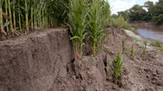 Soil Erosion Prevention